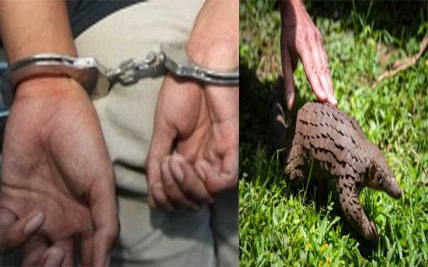 उप्र में पकड़ा गया गुजरात का पेंगोलिन तस्कर